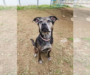 Mutt Dogs for adoption in Evansville, IN, USA