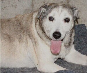 Labrador Retriever-Unknown Mix Dogs for adoption in Savannah, MO, USA