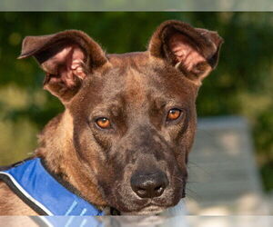 Australian Kelpie-Unknown Mix Dogs for adoption in San Andreas, CA, USA
