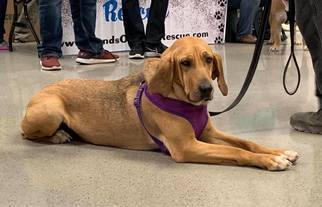 Bloodhound Dogs for adoption in Great Bend, KS, USA