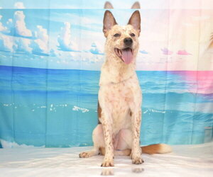 Texas Heeler-Unknown Mix Dogs for adoption in Oroville, CA, USA