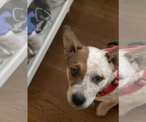 Mutt Dogs for adoption in Garden City, NY, USA