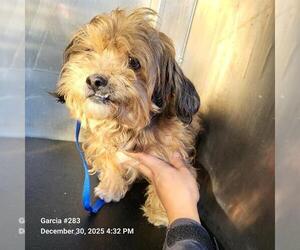 Shih Tzu-Unknown Mix Dogs for adoption in San Antonio, TX, USA