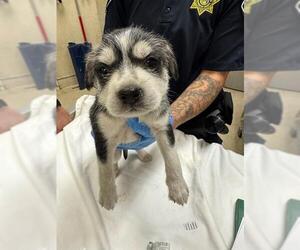 Siberian Husky-Unknown Mix Dogs for adoption in Riverside, CA, USA