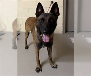 Mutt Dogs for adoption in Sanford, FL, USA