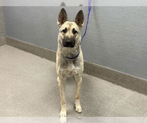German Shepherd Dog-Unknown Mix Dogs for adoption in Las Vegas, NV, USA