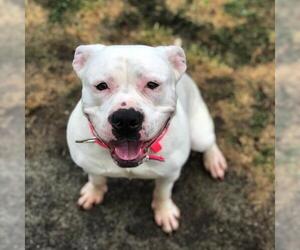 Dogo Argentino Dogs for adoption in Fayetteville, NC, USA