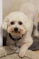 Bichon Frise Dogs for adoption in Walnutport, PA, USA