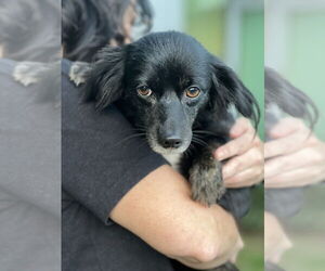 Colonial Cocker Spaniel-Unknown Mix Dogs for adoption in Dana Point, CA, USA
