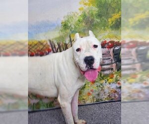 Dogo Argentino Dogs for adoption in Henderson, NV, USA