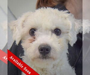 Bichon Frise-Unknown Mix Dogs for adoption in Huntley, IL, USA