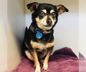 Chihuahua Dogs for adoption in Long Beach, CA, USA