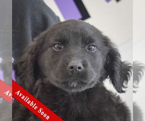 Mutt Dogs for adoption in Huntley, IL, USA