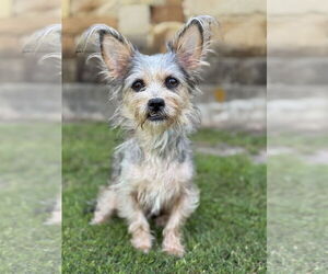 Mutt Dogs for adoption in PIPE CREEK, TX, USA