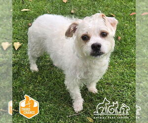 Cairn Terrier-Unknown Mix Dogs for adoption in Irvine, CA, USA
