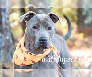 American Pit Bull Terrier Dogs for adoption in Social Circle, GA, USA