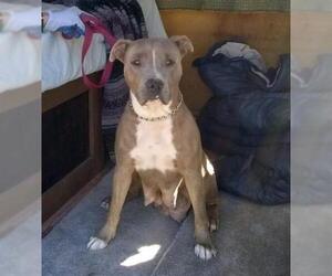 American Pit Bull Terrier Dogs for adoption in Golden Valley, AZ, USA