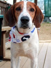 Treeing Walker Coonhound Dogs for adoption in Wetumpka, AL, USA