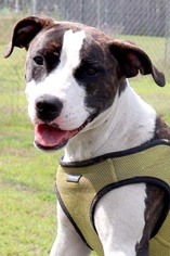 American Staffordshire Terrier Dogs for adoption in Siren, WI, USA