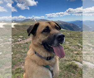 Anatolian Shepherd-Unknown Mix Dogs for adoption in Winter Park, CO, USA