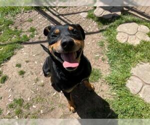 Rottweiler-Unknown Mix Dogs for adoption in Tulsa, OK, USA