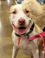 Bullboxer Pit Dogs for adoption in Cincinnati, OH, USA