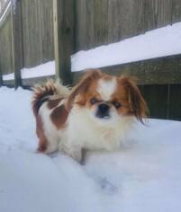 Pekingese Dogs for adoption in Zionsville, IN, USA