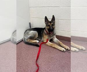 German Shepherd Dog-Unknown Mix Dogs for adoption in Ogden, UT, USA