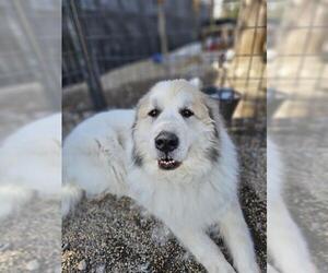 Great Pyrenees Dogs for adoption in Frisco, CO, USA