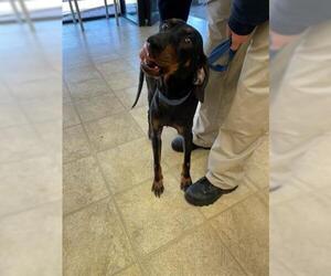 Black and Tan Coonhound Dogs for adoption in Norfolk, VA, USA