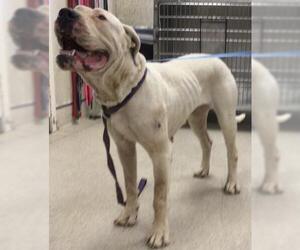 Dogo Argentino Dogs for adoption in Riverside, CA, USA