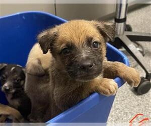 Shepradors Dogs for adoption in Houston, TX, USA