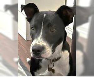 Labrador Retriever Dogs for adoption in Downey, CA, USA