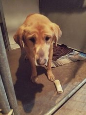 Labrador Retriever-Unknown Mix Dogs for adoption in Eldora, IA, USA