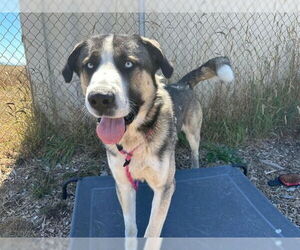 German Shepherd Dog-Unknown Mix Dogs for adoption in McKinleyville, CA, USA