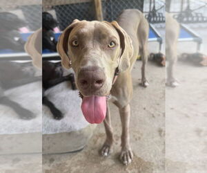 Great Dane Dogs for adoption in Palm Beach, FL, USA