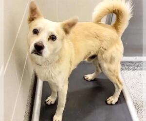 Chihuahua-Unknown Mix Dogs for adoption in Houston, TX, USA