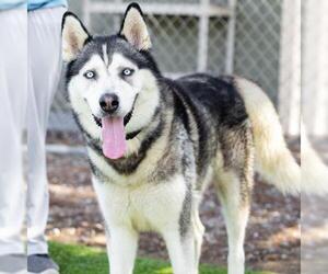 Siberian Husky Dogs for adoption in Camarillo, CA, USA