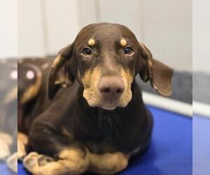 Doberman Pinscher-Unknown Mix Dogs for adoption in San Antonio, TX, USA