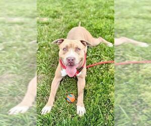 American Pit Bull Terrier Dogs for adoption in Louisville, KY, USA