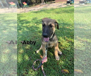 Mutt Dogs for adoption in FRAMINGHAM, MA, USA