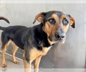German Shepherd Dog-Unknown Mix Dogs for adoption in San Bernardino, CA, USA