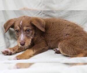 Labrador Retriever-Unknown Mix Dogs for adoption in Thief River Falls, MN, USA