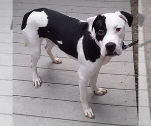 Bullboxer Pit Dogs for adoption in Newfoundland, PA, USA