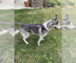 Siberian Husky Dogs for adoption in Houston, TX, USA