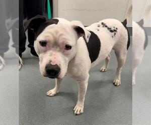 Mutt Dogs for adoption in Baytown, TX, USA