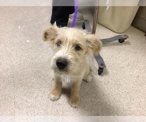 Mutt Dogs for adoption in Riverside, CA, USA