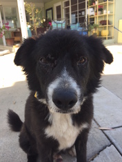 Border Collie-Unknown Mix Dogs for adoption in San Diego, CA, USA