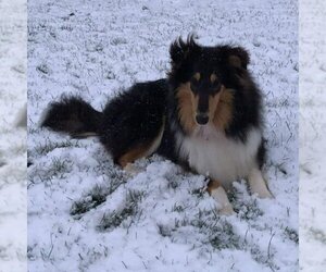 Medium Photo #2 Collie Puppy For Sale in Dublin, OH, USA