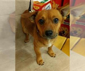 Chiweenie Dogs for adoption in Millville, UT, USA
